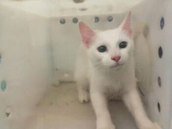 Rescue Domestic Short Hair Cats for Adoption in Dallas, Texas - JOJO | PetCurious