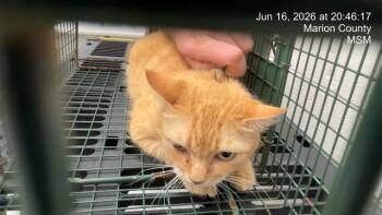 BABY KITTY -  Domestic Short Hair Cat for Adoption in Ocala, Florida - BABY KITTY | PetCurious