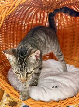 Lillette kitten -  Tabby Cat for Adoption in Jackson, Georgia - Lillette Kitten | PetCurious