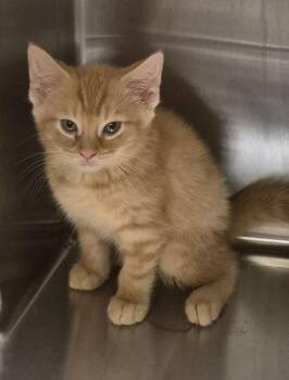 Cheeto -  Domestic Short Hair Cat for Adoption in Christiansburg, Virginia - Cheeto | PetCurious