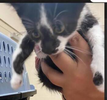 Green Apple -  Domestic Short Hair Cat for Adoption in Fishers, Indiana - Green Apple | PetCurious