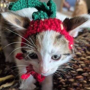 Lola Bunny -  Domestic Short Hair Cat for Adoption in Buffalo, Minnesota - Lola Bunny | PetCurious