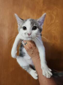 Wovey -  Domestic Short Hair Cat for Adoption in Evansville, Indiana - Wovey | PetCurious