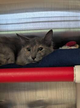 Ashen -  Domestic Long Hair Cat for Adoption in Cincinnati, Ohio - Ashen | PetCurious