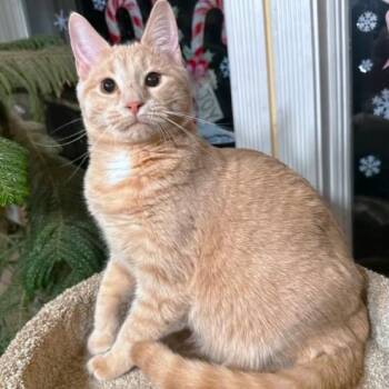 Bengal and Domestic Medium Hair Cats Available for Adoption - BEAUTIFUL BUFFY - BOLD BENGAL | PetCurious