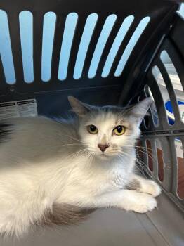 Winny -  Domestic Long Hair Cat for Adoption in Gautier, Mississippi - Winny | PetCurious