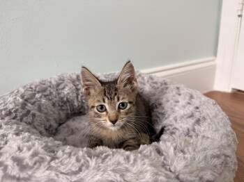 Kevin -  Domestic Short Hair Cat for Adoption in Quail Heights, Florida - Kevin | PetCurious