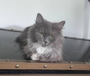 Trooper -  Domestic Long Hair Cat for Adoption in Greenwood, Indiana - Trooper | PetCurious