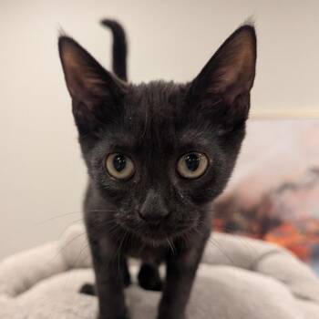 Skittles 3 -  Domestic Short Hair Cat for Adoption in Cumming, Georgia - Skittles 3 | PetCurious