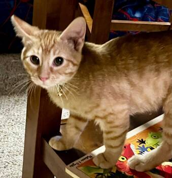 Archie -  Domestic Short Hair Cat for Adoption in Faribault, Minnesota - Archie | PetCurious