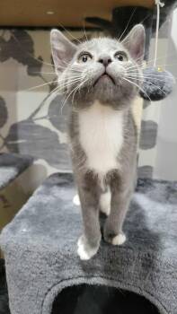 Rescue Domestic Short Hair Cats for Adoption in Baltimore, Maryland - Madeline (Sweet Treats Litter) | PetCurious