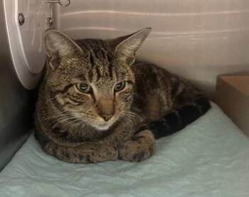 Froggy -  Domestic Short Hair Cat for Adoption - Froggy | PetCurious