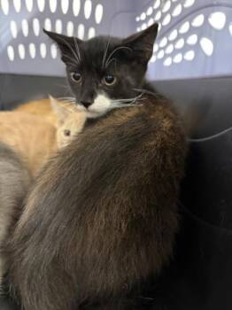 Ansel -  Domestic Short Hair Cat for Adoption in Morristown, Tennessee - Ansel | PetCurious