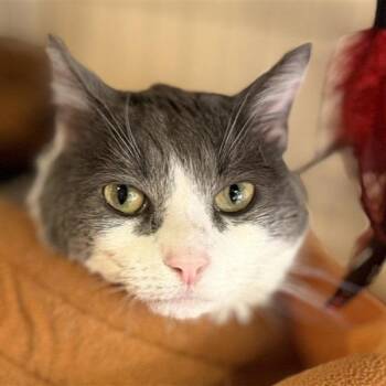 Domestic Short Hair Cats Available for Adoption - Von | PetCurious