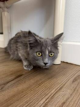 Darby -  Domestic Short Hair Cat for Adoption in Salmon, Idaho - Darby | PetCurious
