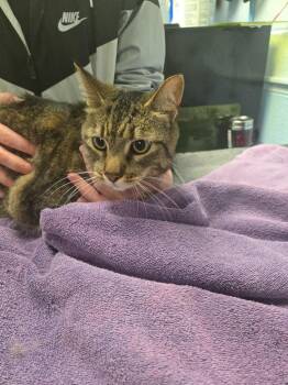 Domestic Short Hair Cats Available for Adoption in Detroit, Michigan - Cher | PetCurious