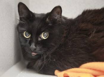 GUMMY -  Domestic Long Hair Cat for Adoption in Phoenix, Arizona - GUMMY | PetCurious