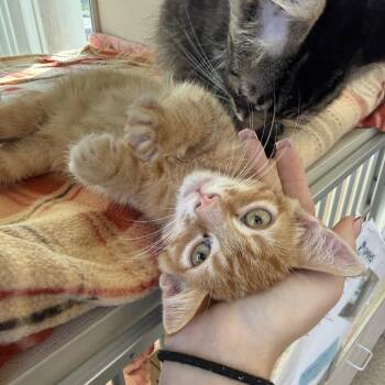 Cooper -  Domestic Short Hair Cat for Adoption in Gloucester, Virginia - Cooper | PetCurious