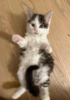 Domestic Short Hair Cats Available for Adoption in Minneapolis, Minnesota - Ra | PetCurious