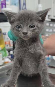 Christina -  Domestic Short Hair Cat Available for Adoption in Hillsdale, Indiana - Christina | PetCurious