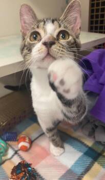 Champagne toast -  Domestic Short Hair Cat for Adoption in Homer Glen, Illinois - Champagne Toast | PetCurious