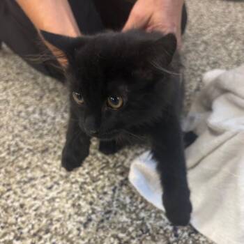 Hidey -  Domestic Long Hair Cat for Adoption in Morganton, North Carolina - Hidey | PetCurious