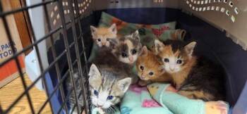 Kitten 27726 (Tigger) -  Tabby Cat for Adoption in Parlier, California - Kitten 27726 (Tigger) | PetCurious