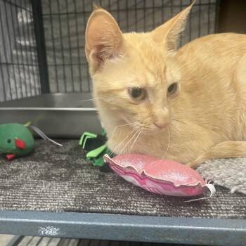 Burnt creek island FFR-Stray-14310 -  Domestic Short Hair Cat for Adoption in Bismarck, North Dakota - Burnt Creek Island FFR-Stray-14310 | PetCurious