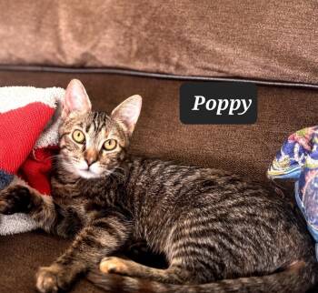 Domestic Short Hair Cats Available for Adoption - Poppy 7850 | PetCurious
