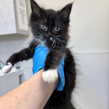 Domestic Long Hair Cats Available for Adoption in Columbiana, Alabama - Bell Pepper | PetCurious
