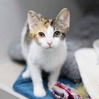 Gwen -  Domestic Short Hair Cat for Adoption in Atlanta, Georgia - Gwen | PetCurious