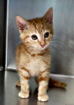 Rob -  Domestic Short Hair Cat for Adoption in Lexington, Virginia - Rob | PetCurious