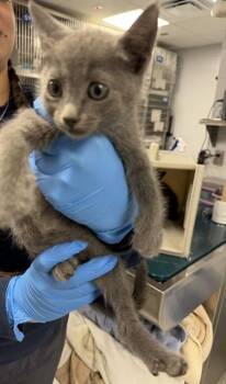 BRONCO -  Domestic Short Hair Cat for Adoption in Tallahassee, Florida - BRONCO | PetCurious