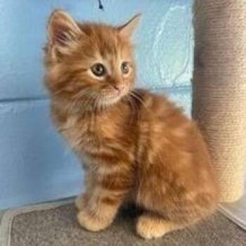 Domestic Long Hair Cats Available for Adoption in Wilmington, Delaware - Murray | PetCurious