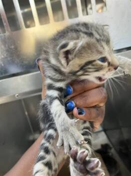 Rescue Domestic Short Hair Cats for Adoption in Dallas, Texas - TOMMY | PetCurious