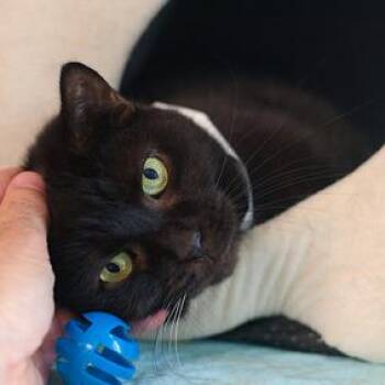 Amren -  Domestic Short Hair Cat for Adoption in New York, New York - Amren | PetCurious