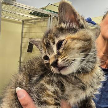 Rescue Domestic Short Hair Cats for Adoption in Madisonville, Tennessee - Bounty | PetCurious