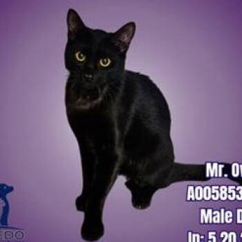 Rescue Domestic Short Hair Cats for Adoption in Austin, Texas - Mr Owl | PetCurious