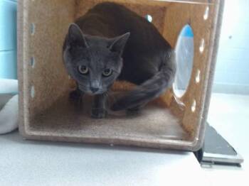 PURDY -  Domestic Short Hair Cat for Adoption in Albuquerque, New Mexico - PURDY | PetCurious