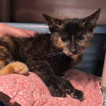 JEAN GREY -  Tortoiseshell Cat for Adoption in Wyandotte, Michigan - JEAN GREY | PetCurious