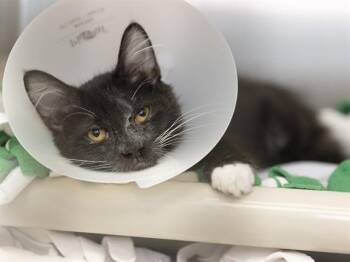 Domestic Medium Hair Cats Available for Adoption in Phoenix, Arizona - HAM | PetCurious