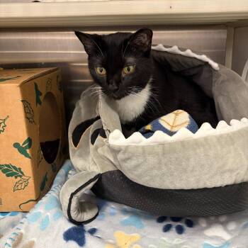 Solas -  Domestic Short Hair and Mixed Breed Cat for Adoption in Ashtabula, Ohio - Solas | PetCurious