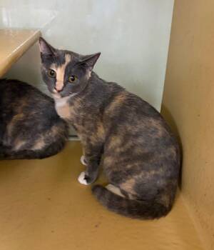 Mahina -  Domestic Short Hair Cat for Adoption in Fort Lupton, Colorado - Mahina | PetCurious