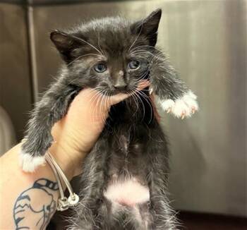 SUSIE Q -  Domestic Short Hair Cat for Adoption in Conroe, Texas - SUSIE Q | PetCurious
