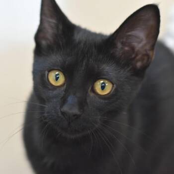 Odette -  Domestic Short Hair Cat for Adoption in Mebane, North Carolina - Odette | PetCurious