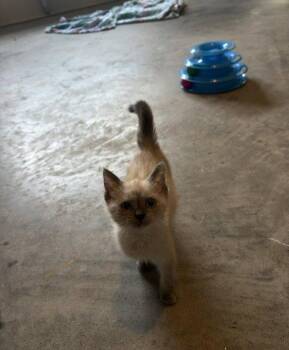 Suni -  Siamese Cat for Adoption in Herndon, Virginia - Suni | PetCurious