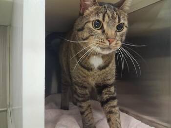 FERNANDO -  Domestic Long Hair Cat for Adoption in Colorado Springs, Colorado - FERNANDO | PetCurious