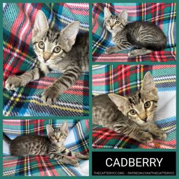 Domestic Short Hair Cats Available for Adoption in Corpus Christi, Texas - Cadberry | PetCurious