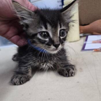Elton John -  Domestic Short Hair Cat for Adoption in Ardmore, Oklahoma - Elton John | PetCurious