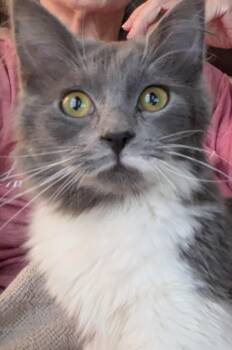 Siberian Cats Available for Adoption - Olive | PetCurious